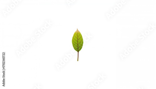 Single green tea leaf on a ...