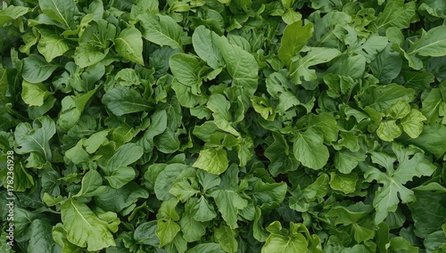 Wallpaper Mural Lush green bok choy leaves flourishing in an organic garden, promoting healthy eating, Earth Day Torontodigital.ca