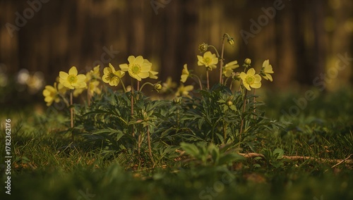 Early spring yellow anemone...