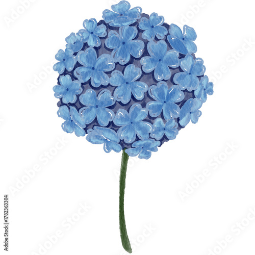 Hydrangea 