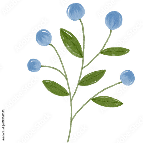 Hydrangea 