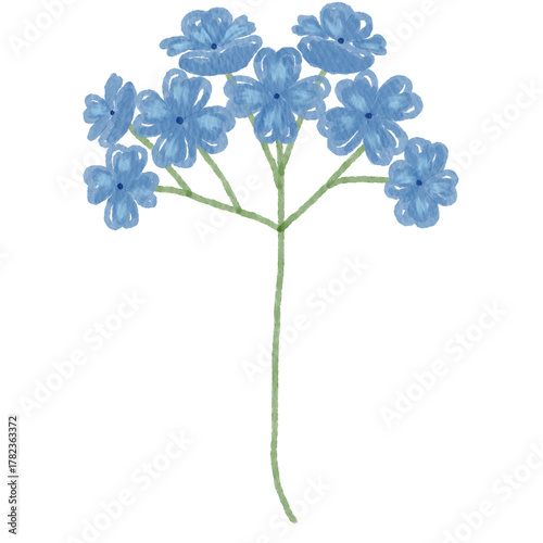 Hydrangea 