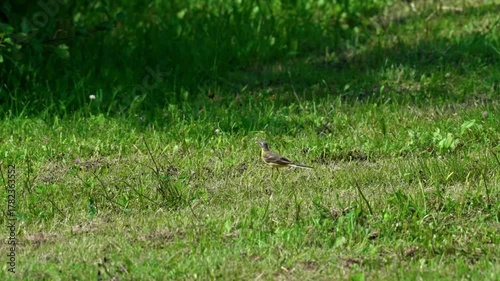 A single yellow wagtail searches for food in the grass and then takes off, flying upwards. Medium shot, video captured during the day.