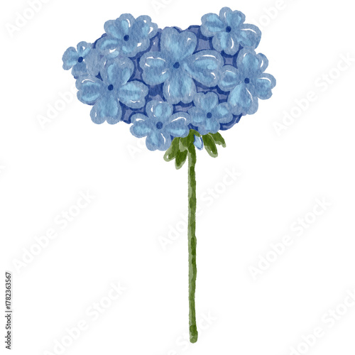 Hydrangea 