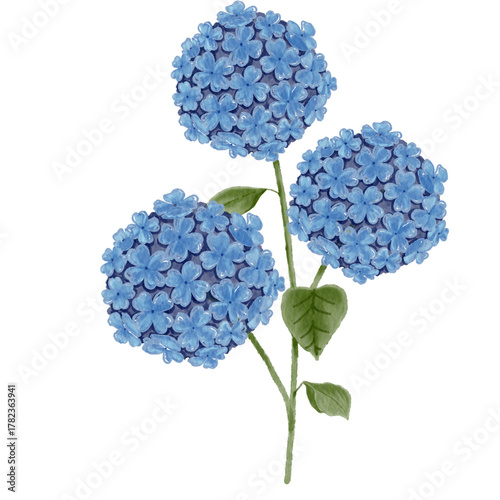 Hydrangea 