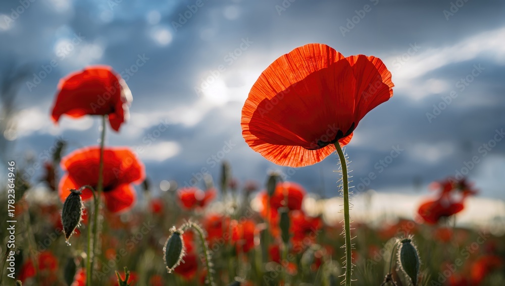 Fototapeta premium A red poppy contrasted against a blue or gray sky, seasonal change