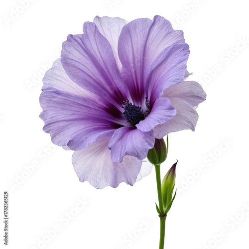 Fototapeta Naklejka Na Ścianę i Meble -  Delicate lisianthus eustoma flower with ruffled lavender purple petal showing its elegant beauty