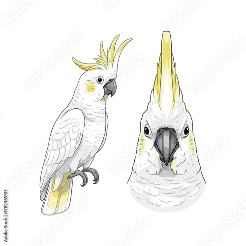 Cockatoo Bird Fullbody and Head Illustration for Product Design