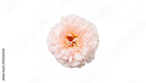 A beautiful carnation flowe...