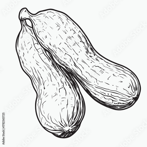 hand drawn vector illustration of peanuts