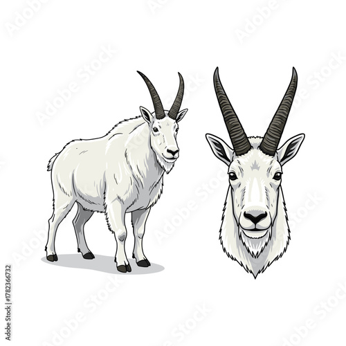 Mountain Goat Cartoon Fullbody and Close Up Illustration