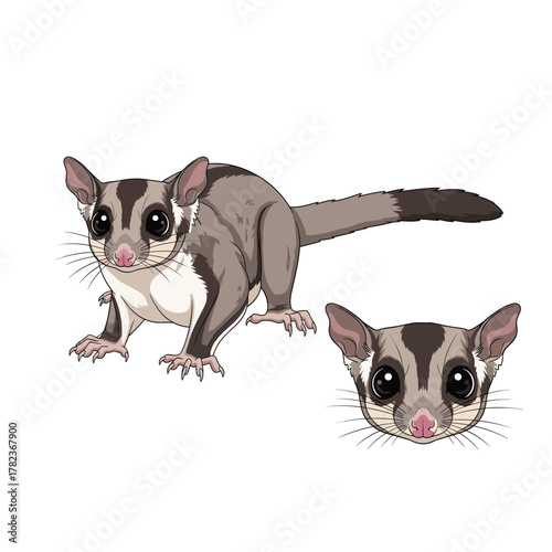 Sugar Glider Fullbody and Head Illustration for Branding