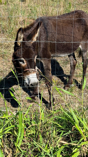 Donkey in a pasture behind a fence