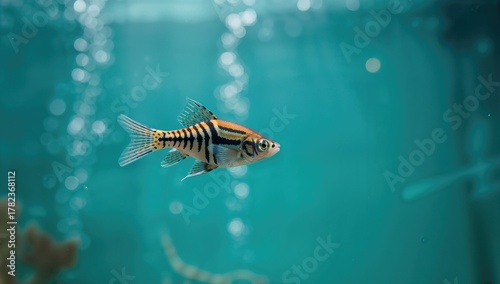 A striped zebrafish glides ...