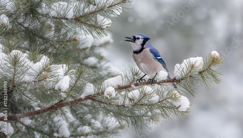 Blue Jay Resting On Snow-Co...