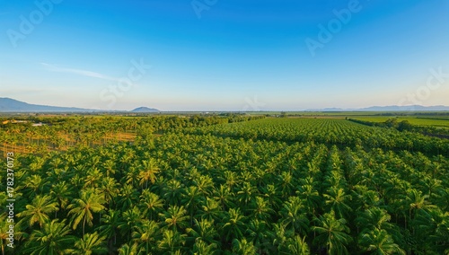 Aerial Perspective Of Lush ...
