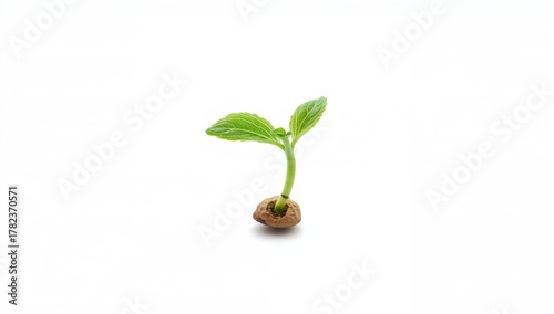 Green sprout emerging alone...