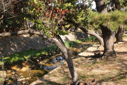 秋の夙川の清き流れ(兵庫県西宮市)