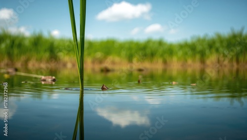 Close-up of green paddy pla...