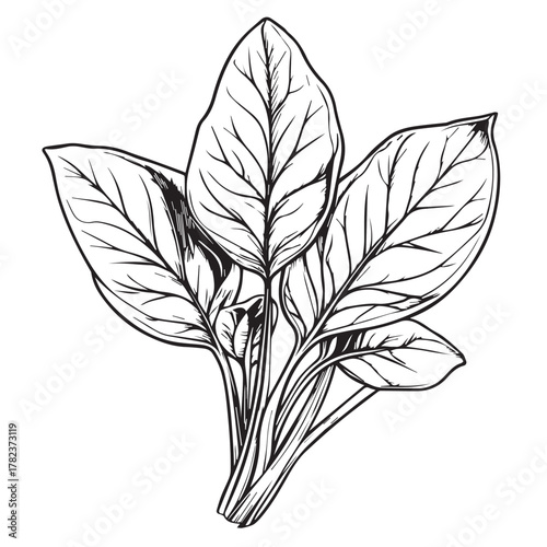 black and white spinach