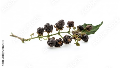 Black pepper plant branch f...