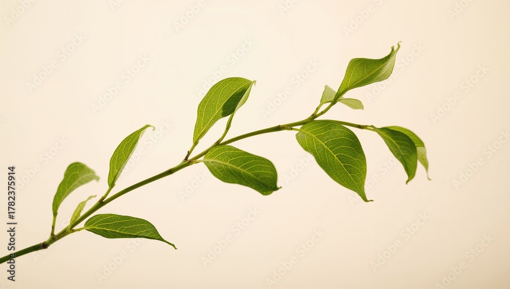 Fototapeta premium Fresh green tea leaf branch, beneficial herbal choice