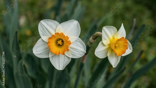 Daffodil Blossoms with Whit...