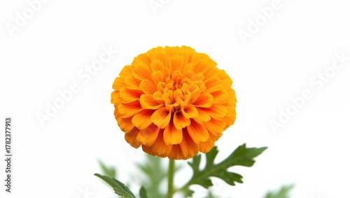 Calendula flowers and leave...