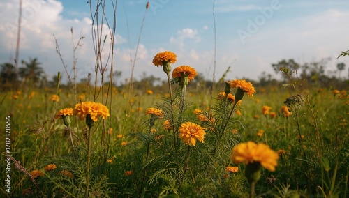 Golden marigold blossoms in...