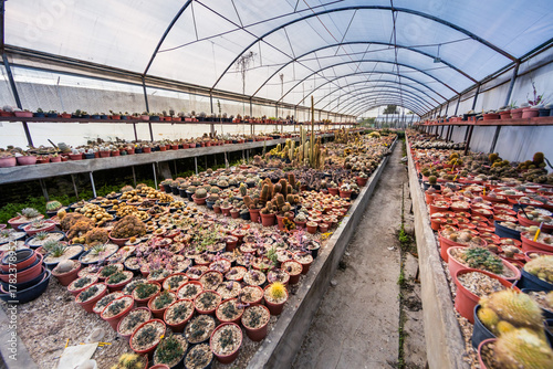 Gewächshaus mit Kakteen und Sukkulenten