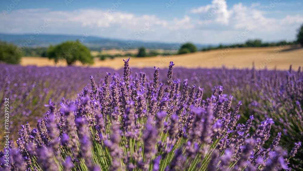 Fototapeta premium Vibrant purple lavender fields in a scenic landscape, ideal for seasonal imagery