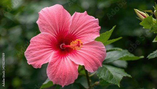 Tropical Hibiscus with Small Type and Windmill Shape, popular house plant, gardening appeal