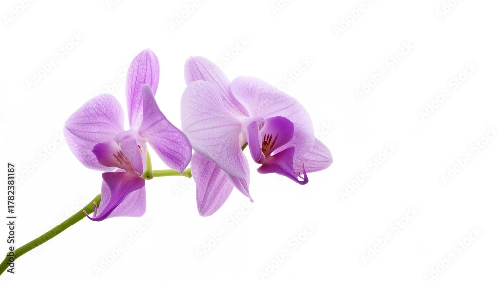 Obraz premium Orchid flower isolated on a white backdrop
