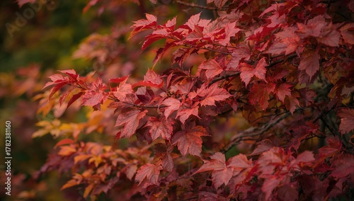 Leaves Transitioning from G...