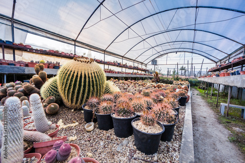Gewächshaus mit Kakteen und Sukkulenten