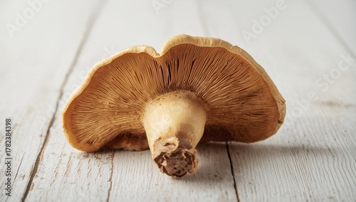 Ganoderma Lucidum Mushroom ...