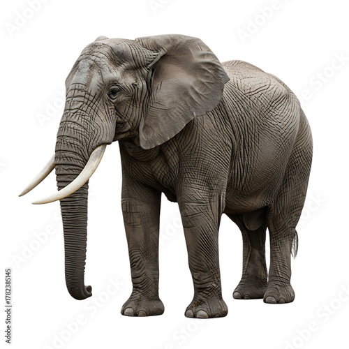 Majestic african elephant standing tall isolated on transparent background, showcasing its impressive tusks and wrinkled skin in a captivating wildlife portrait