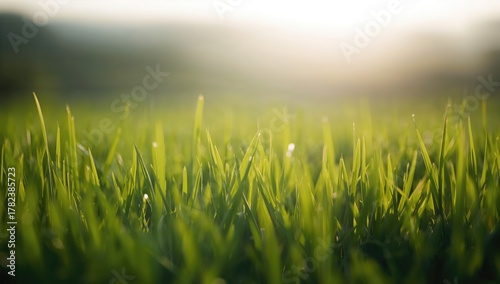 Fototapeta Naklejka Na Ścianę i Meble -  Green grass texture ideal for UI backdrop, summer