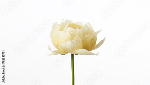 Soft Yellow Peony Flower on...
