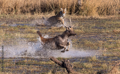 Tiger chasing sambar deer