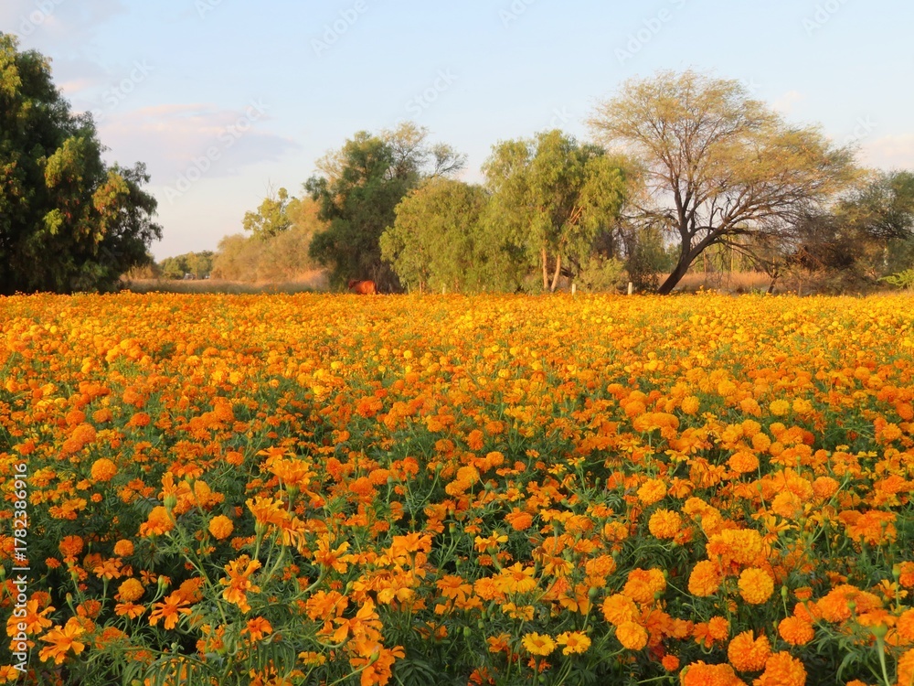 Fototapeta premium the colorful orange field of traditional mexican day of the dead flower - cempasuchil-marigold in Mexico