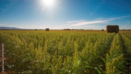 Alfalfa harvest, baled hay ready for distribution, efficiency