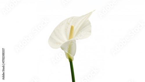 Isolated white anthurium bl...
