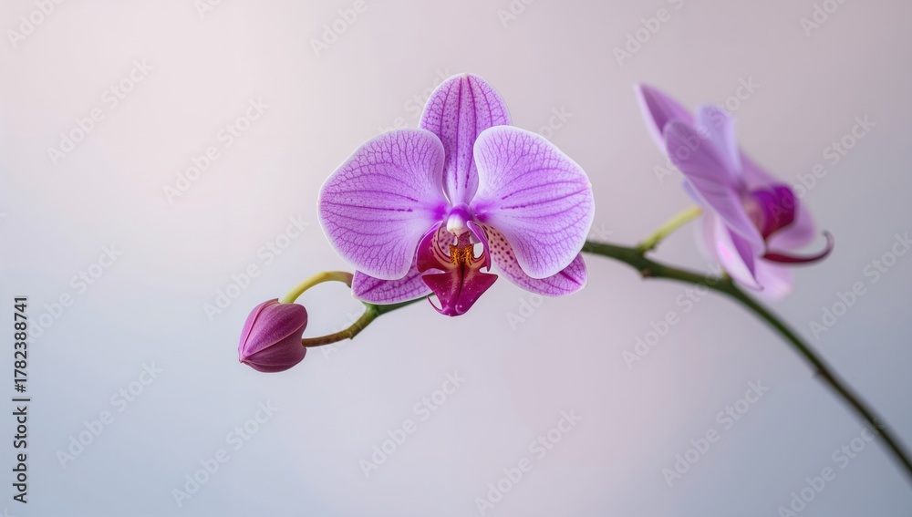 Obraz premium Branch of purple orchid flower, seasonal change