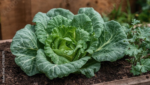 Freshly harvested kale spro...