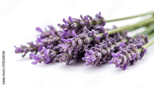 Lavender flowers in close-u...