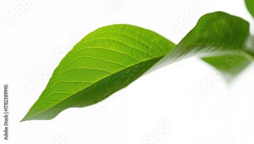 Green Leaf from a Tree in a...