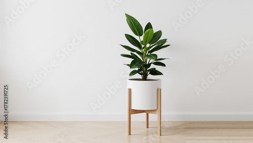 Zamioculcas Zamiifolia Plan...