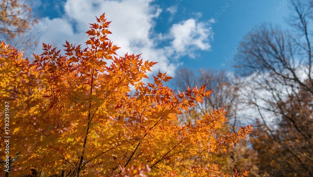 Fototapeta premium Changing Colors in Autumn, seasonal transformation