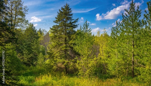 Fir Forest Bathed in Sunshi...